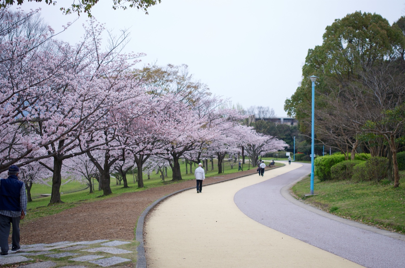 春日公園の桜並木と、その脇を歩く人