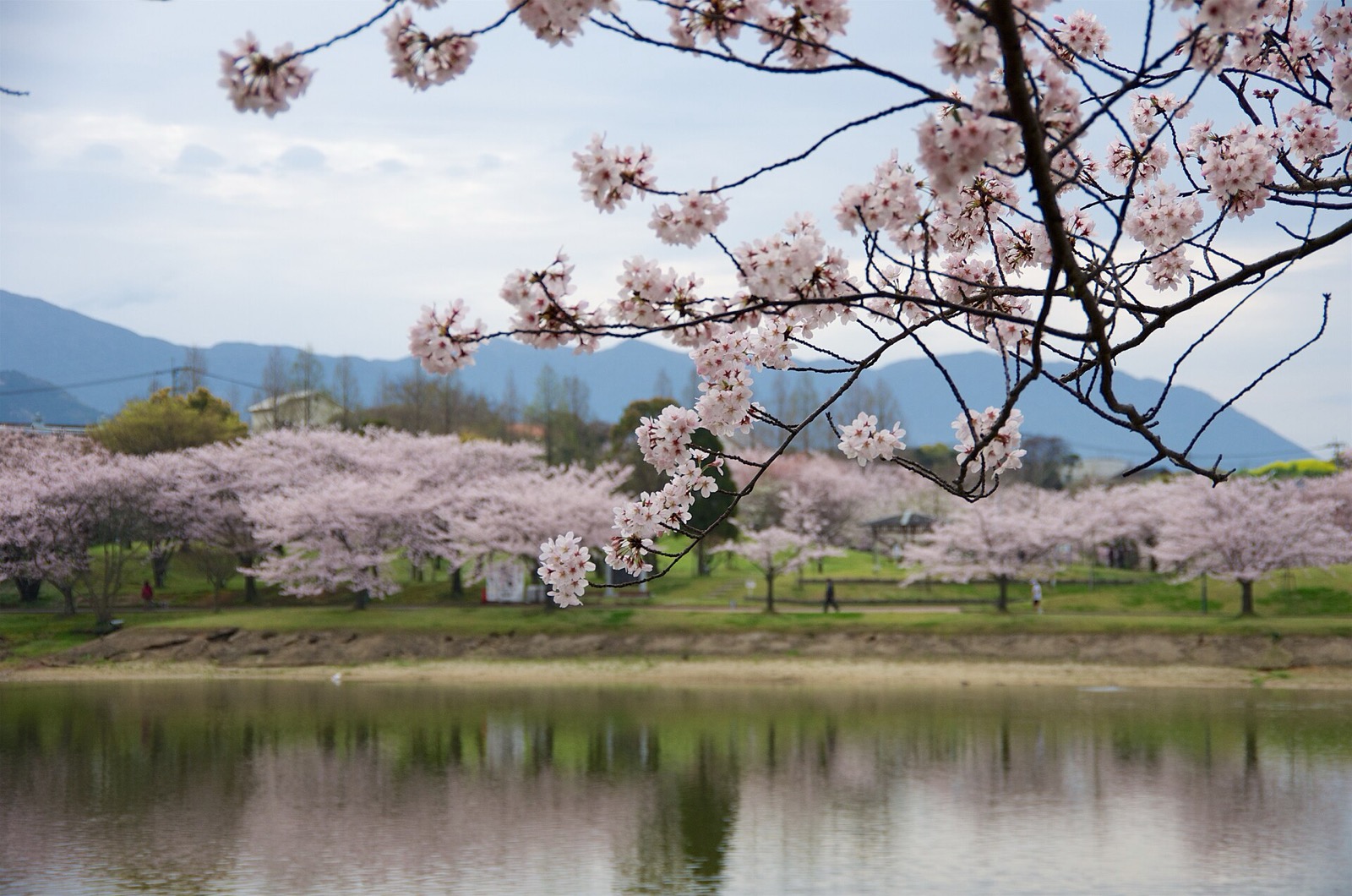 駕与丁池ごしに見る駕与丁公園の桜並木と周回の遊歩道
